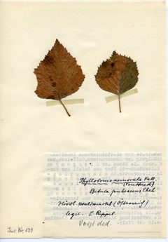 Stellwaag 00139a01 by Klaus Rassinger (Museum Wiesbaden). Used under a CC BY-SA 4.0 license.