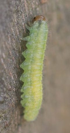 2021 11 06 Cladius pectinicornis by Slimguy. Used under a CC BY 4.0 license.