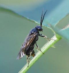 2023 06 10 Cladius pectinicornis Oviposition by Ralf Huber. Used under a CC BY-SA 4.0 license.