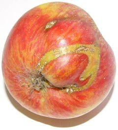 Apple Hoplocampa testudinea by Michal Maňas. Used under a CC BY 3.0 license.