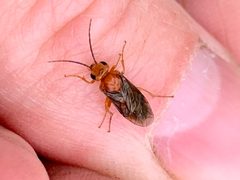 Hemichroa crocea by iNaturalist user: abumadsen. Used under a CC0 license.