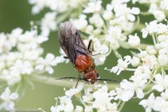 Hemichroa crocea 86789460 by David McCorquodale. Used under a CC BY 4.0 license.