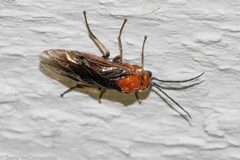 Hemichroa crocea 87103606 by David McCorquodale. Used under a CC BY 4.0 license.
