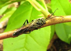 Nematus abbotii by Beatriz Moisset. Used under a CC BY-SA 4.0 license.