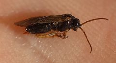 2021 09 14 Pristiphora appendiculata 1c by Ralf Huber. Used under a CC BY 4.0 license.