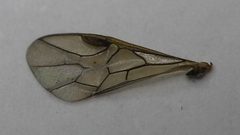 2021 09 14 Pristiphora appendiculata 1f by Ralf Huber. Used under a CC BY 4.0 license.