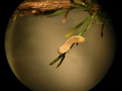 Larch sawfly 01 by Inzilbeth. Used under a CC BY-SA 4.0 license.