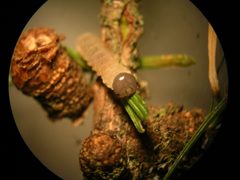 Larch sawfly 02 by Inzilbeth. Used under a CC BY-SA 4.0 license.