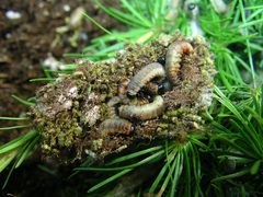 Larch sawfly 04 by Inzilbeth. Used under a CC BY-SA 4.0 license.