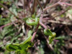 Pristiphora rufipes 2024-04-24 0394 by Salicyna. Used under a CC BY-SA 4.0 license.
