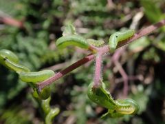 Pristiphora rufipes 2024-04-24 0405 by Salicyna. Used under a CC BY-SA 4.0 license.