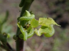 Pristiphora rufipes 2024-04-24 0421 by Salicyna. Used under a CC BY-SA 4.0 license.