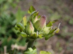 Pristiphora rufipes 2024-04-24 0422 by Salicyna. Used under a CC BY-SA 4.0 license.
