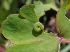 Pristiphora rufipes 2024-04-24 0430 by Salicyna. Used under a CC BY-SA 4.0 license.