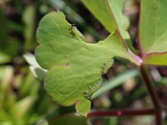 Pristiphora rufipes 2024-04-24 0431 by Salicyna. Used under a CC BY-SA 4.0 license.