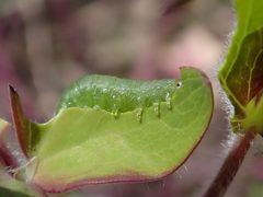 Pristiphora rufipes 2024-04-24 0435 by Salicyna. Used under a CC BY-SA 4.0 license.