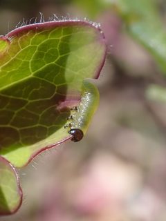 Pristiphora rufipes 2024-04-24 0438 by Salicyna. Used under a CC BY-SA 4.0 license.