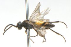 Dolerus elderi by Matt Bowser, U.S. Fish and Wildlife Service. Used under a Public domain license.