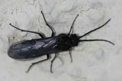 2017 02 26 Dolerus cf nitens by Slimguy. Used under a CC BY 4.0 license.