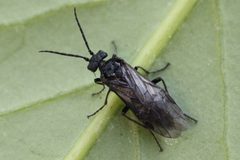 2017 03 02 Dolerus cf nitens 01 by Slimguy. Used under a CC BY 4.0 license.