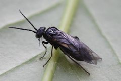 2017 03 02 Dolerus nitens 02 by Slimguy. Used under a CC BY 4.0 license.
