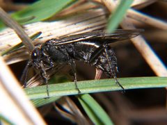 Dolerus nitens by Bruce Marlin. Used under a CC BY-SA 3.0 license.