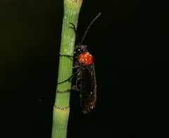 Dolerus tejoniensis - Flickr - S. Rae by S. Rae from Scotland, UK. Used under a CC BY 2.0 license.