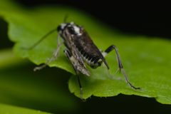 Pachyprotasis rapae back Bytom by Adrian Tync. Used under a CC BY-SA 4.0 license.