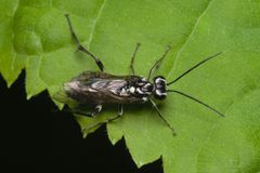 Pachyprotasis rapae dorsal Bytom by Adrian Tync. Used under a CC BY-SA 4.0 license.