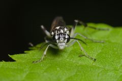 Pachyprotasis rapae head Bytom by Adrian Tync. Used under a CC BY-SA 4.0 license.