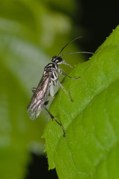 Pachyprotasis rapae lateral Bytom by Adrian Tync. Used under a CC BY-SA 4.0 license.