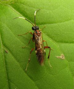 Leucopelmonus annulicornis by Beatriz Moisset. Used under a CC BY-SA 4.0 license.