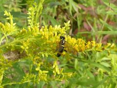 Tenthredo basilaris 54462118 by Christian Grenier. Used under a CC0 license.