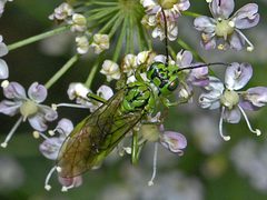 Tenthredinidae - Tenthredo olivacea by Hectonichus. Used under a CC BY-SA 3.0 license.