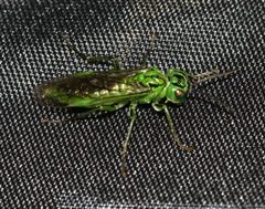 Tenthredo olivacea - from oak - Flickr - S. rae by S. Rae from Scotland, UK. Used under a CC BY 2.0 license.