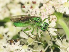 Tenthredo olivacea 311307487 by Emanuele Santarelli. Used under a CC BY-SA 4.0 license.