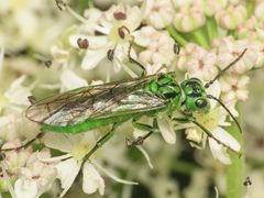 Tenthredo olivacea 311307510 by Emanuele Santarelli. Used under a CC BY-SA 4.0 license.