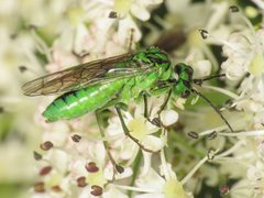 Tenthredo olivacea 311307696 by Emanuele Santarelli. Used under a CC BY-SA 4.0 license.