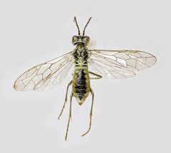 Tenthredo olivacea f by Kim Abel, BioFokus. Used under a CC BY 3.0 license.