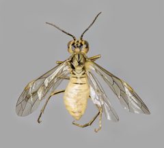 Tenthredo olivacea f light form by Kim Abel, BioFokus. Used under a CC BY 3.0 license.