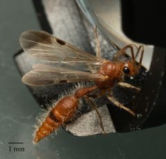 Chyphotes belfragei - inat 164844641 by {{{name}}}. Used under a CC0 license.