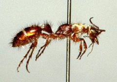 Typhoctes peuliaris f by Gunther Tschuch. Used under a CC BY-SA 2.5 license.