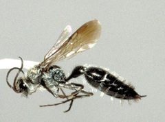 Typhoctes peuliaris m by Gunther Tschuch. Used under a CC BY-SA 2.5 license.