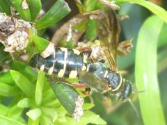 Myzinum carolinianum by Even Dankowicz. Used under a CC BY 4.0 license.