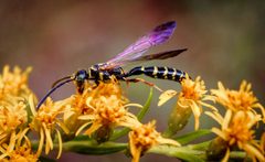 Flower Wasp - Flickr - Jitney58 by Pete G. Used under a CC BY 2.0 license.