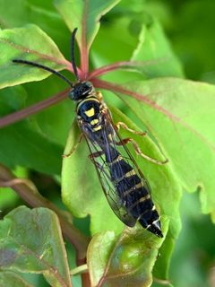 Myzinum dubiosum by Sandra H Statner. Used under a CC BY 4.0 license.