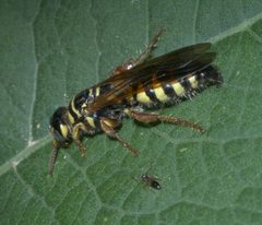 Myzinum quinquecinctum P1190775a by 
xpda. Used under a CC BY-SA 4.0 license.