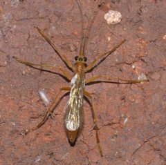 Rhopalosoma nearcticum - inat 230985063 by {{{name}}}. Used under a CC BY-SA 4.0 license.