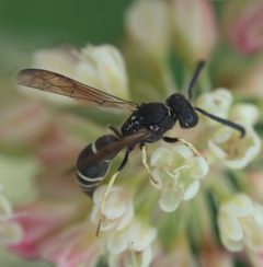 Ancistrocerus albolacteus P1230599a by 
xpda. Used under a CC BY-SA 4.0 license.