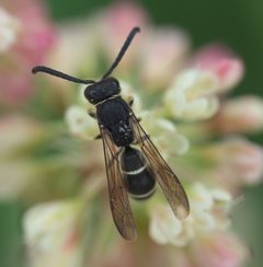 Ancistrocerus albolacteus P1230601a by 
xpda. Used under a CC BY-SA 4.0 license.